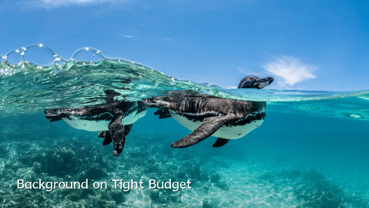 Background on Tight Budget