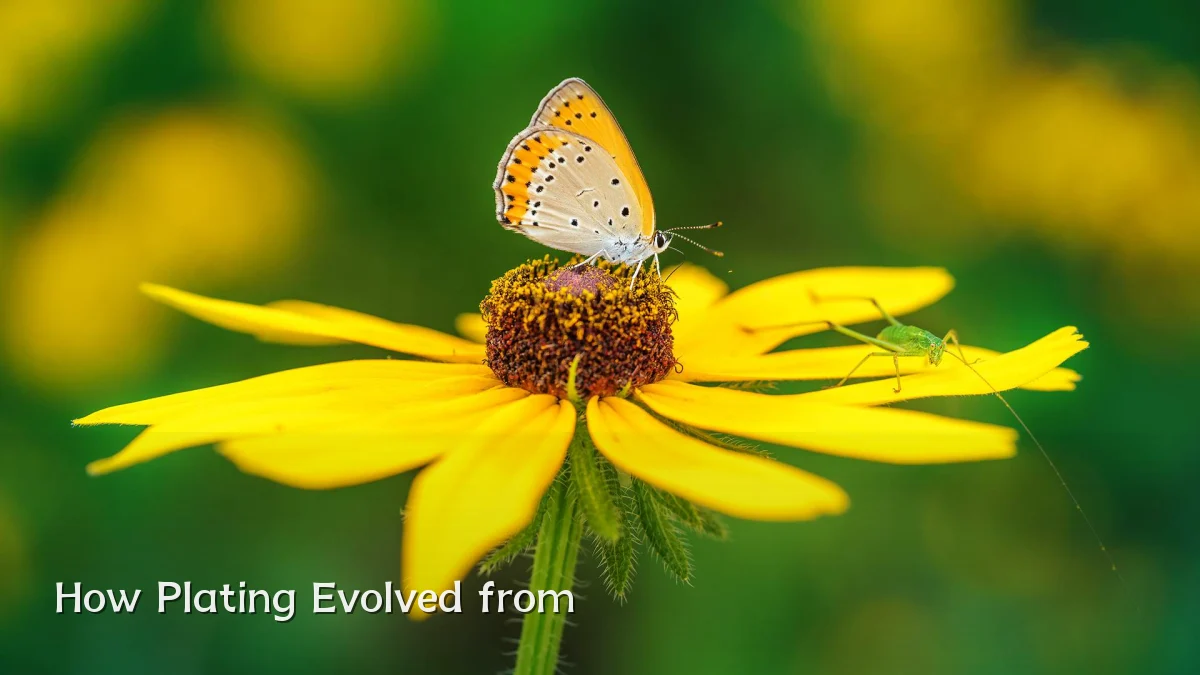 How Plating Evolved from